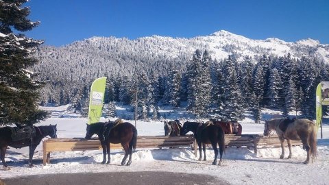 Horse riding pertouli Ιππασια Greece extreme αλογα.jpg11