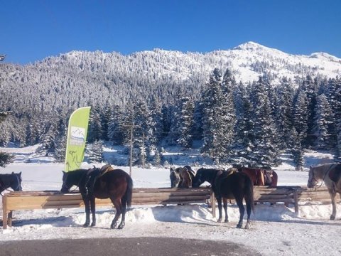 Horse riding pertouli Ιππασια Greece extreme αλογα.jpg11