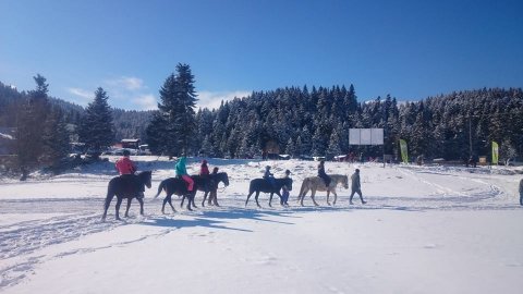 Horse riding pertouli Ιππασια Greece extreme αλογα.jpg10