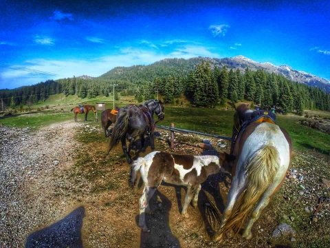 Horse riding pertouli Ιππασια Greece extreme αλογα.jpg9