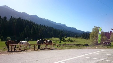 Horse riding pertouli Ιππασια Greece extreme αλογα.jpg8