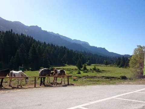 Horse riding pertouli Ιππασια Greece extreme αλογα.jpg8