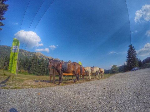 Horse riding pertouli Ιππασια Greece extreme αλογα.jpg6