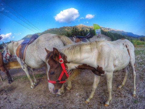 Horse riding pertouli Ιππασια Greece extreme αλογα.jpg5
