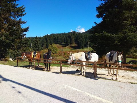 Horse riding pertouli Ιππασια Greece extreme αλογα.jpg2