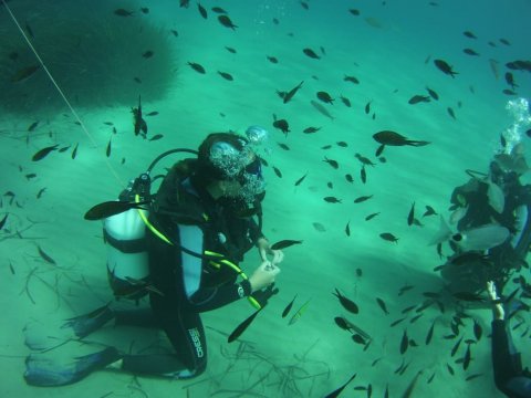 Zakynthos Scuba Diving Zante Center Greece Καταδύσεις blue reef.jpg12