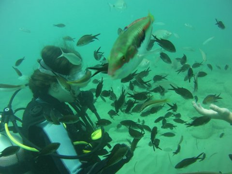 Zakynthos Scuba Diving Zante Center Greece Καταδύσεις blue reef.jpg9