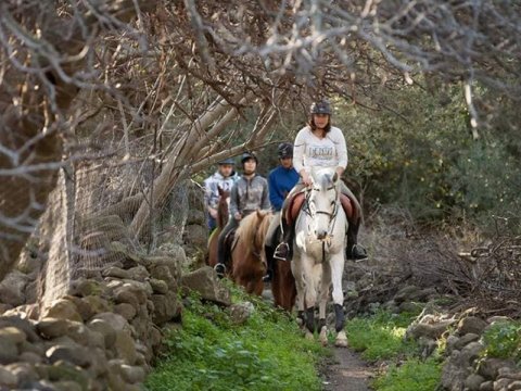 horse riding molyvos lesvos greece ιππασια αλογα.jpg8
