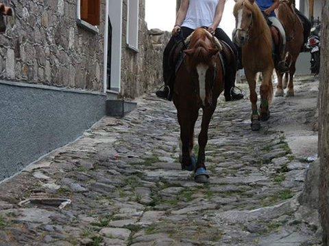 horse riding molyvos lesvos greece ιππασια αλογα.jpg7
