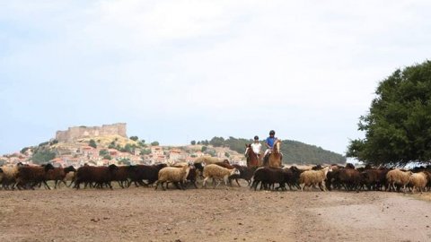 horse riding molyvos lesvos greece ιππασια αλογα.jpg6