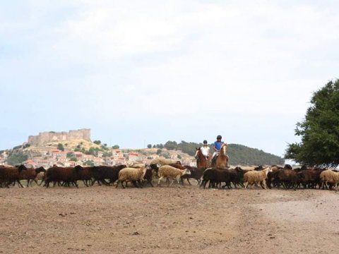 horse riding molyvos lesvos greece ιππασια αλογα.jpg6