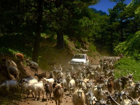 4x4-jeep-safari-samos-off-road-greece-tour-trip.jpg14