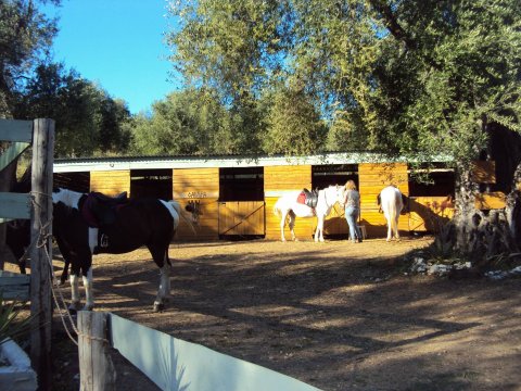 horse-riding-corfu-center-greece-ιππασια-αλογα.jpg2