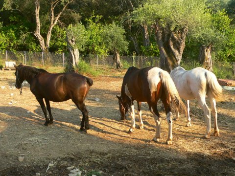 horse-riding-corfu-center-greece-ιππασια-αλογα.jpg4