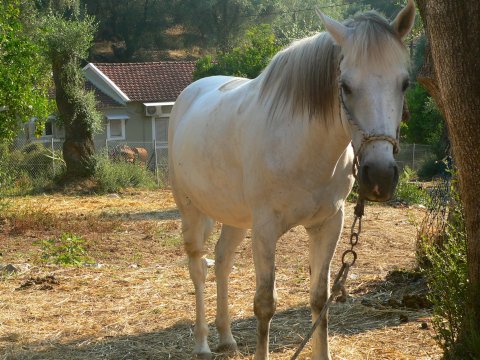 horse-riding-corfu-center-greece-ιππασια-αλογα.jpg3