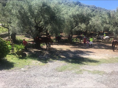 horse-riding-center-pelion-greece-ιππασια-αλογα-πηλιο.jpg12