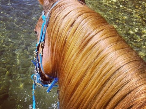horse-riding-center-pelion-greece-ιππασια-αλογα-πηλιο.jpg8