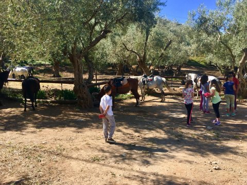 horse-riding-center-pelion-greece-ιππασια-αλογα-πηλιο.jpg6