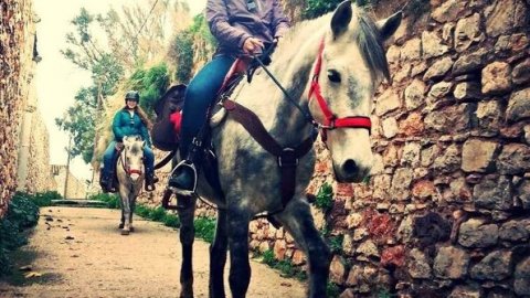 horse-riding-hydra-greece-center-ιππασια-αλογα-υδρα.jpg10