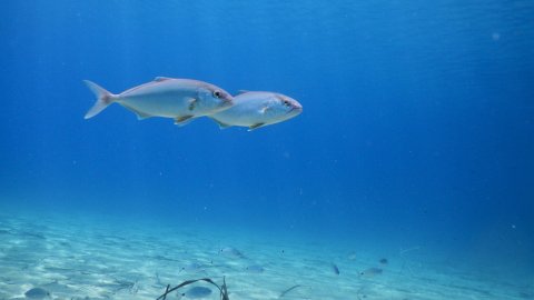 snorkeling-mykonos-greece.jpg6