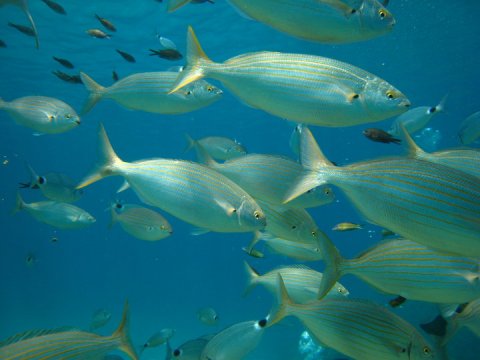 scuba-diving-rhodes-kalithea-greece