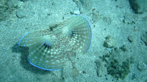 snorkeling-trip-rhodes-greece-tour-boat.jpg6