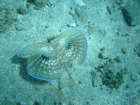 snorkeling-trip-rhodes-greece-tour-boat.jpg6