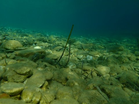 scuba-diving-center-karystos-discover-καταδυσεις-greece.jpg11