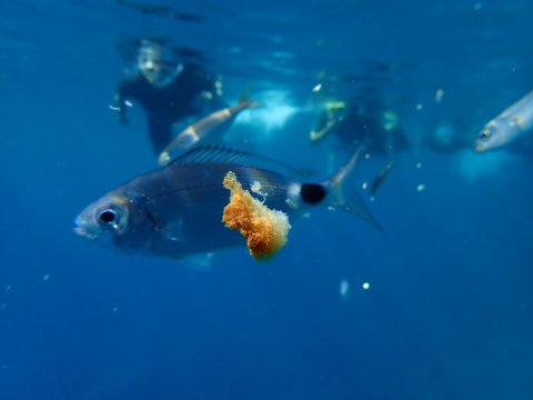 scuba-diving-center-karystos-discover-καταδυσεις-greece.jpg10