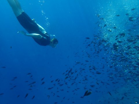 scuba-diving-center-karystos-discover-καταδυσεις-greece.jpg9