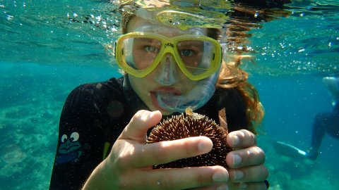 Boat Snorkeling in Petalioi Islands, Karystos Evia