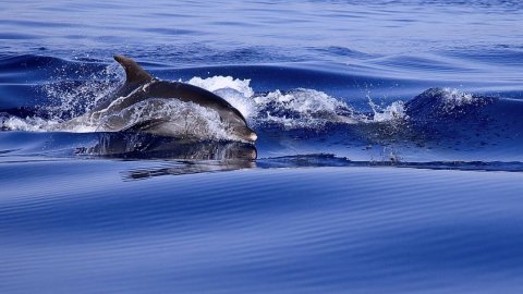 serifos-discover-scuba-diving-καταδυσεις-greece-center.jpg10