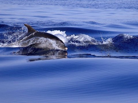 serifos-discover-scuba-diving-καταδυσεις-greece-center.jpg10