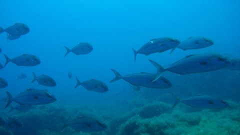 serifos-discover-scuba-diving-καταδυσεις-greece-center.jpg8