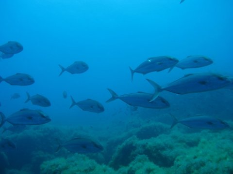 serifos-discover-scuba-diving-καταδυσεις-greece-center.jpg8