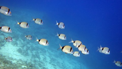 discover-scuba-diving-epidavros-greece-καταδυσεις.jpg8