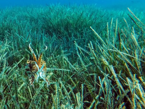 ithaka-scuba-diving-discover-καταδυσεις-greece-ιθακη-center.jpg12