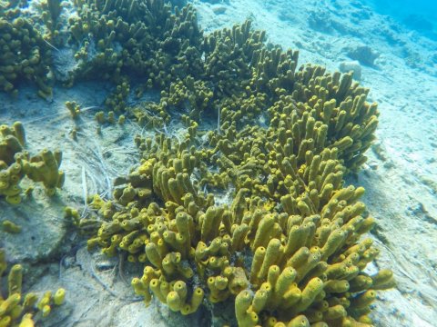 ithaka-scuba-diving-discover-καταδυσεις-greece-ιθακη-center.jpg10