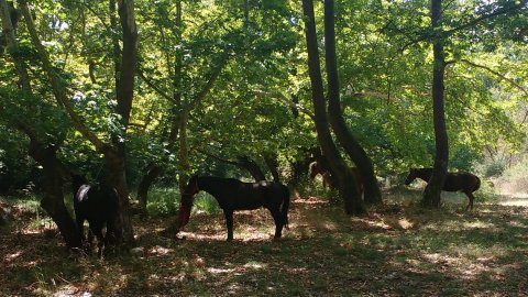 horse-riding-thessaloniki-greece-ziogas-ιππασια-αλογα-λευκοχωρι.jpg12