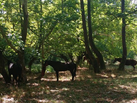 horse-riding-thessaloniki-greece-ziogas-ιππασια-αλογα-λευκοχωρι.jpg12