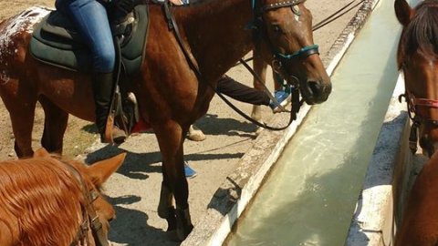 horse-riding-thessaloniki-greece-ziogas-ιππασια-αλογα-λευκοχωρι.jpg6