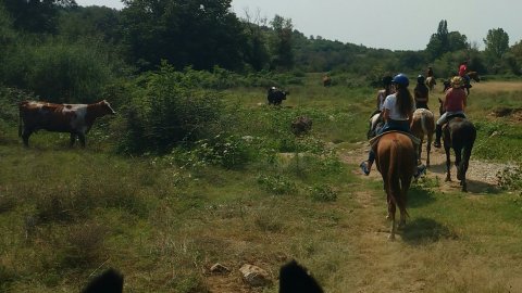 horse-riding-thessaloniki-greece-ziogas-ιππασια-αλογα-λευκοχωρι.jpg5