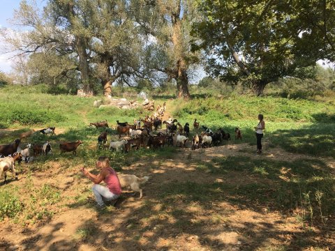 horse-riding-thessaloniki-greece-ziogas-ιππασια-αλογα-λευκοχωρι.jpg2