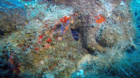 snorkeling-mykonos-greece.jpg3