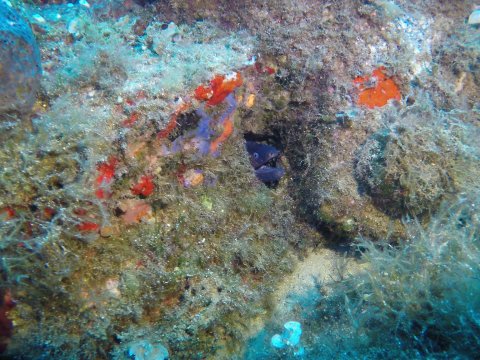 snorkeling-mykonos-greece.jpg3