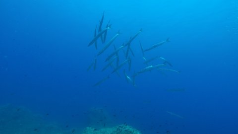 snorkeling-mykonos-greece.jpg2