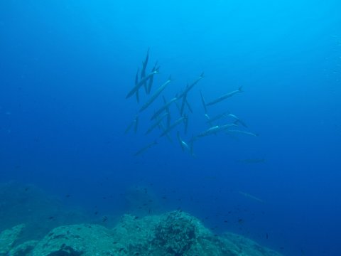 snorkeling-mykonos-greece.jpg2