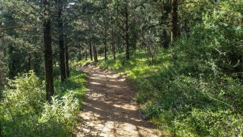 hiking-ymittos-greece-athens-πεζοπορια-υμηττος (7)