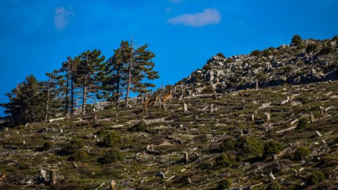 hiking-ymittos-greece-athens-πεζοπορια-υμηττος (8)