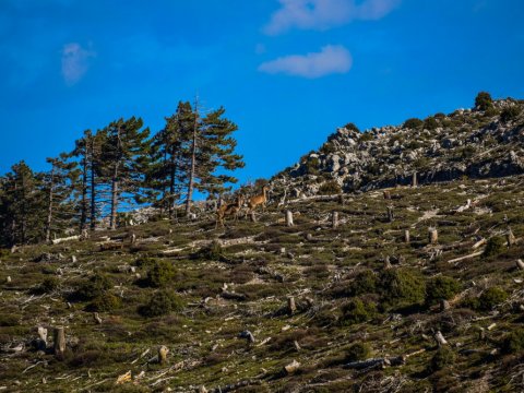 hiking-ymittos-greece-athens-πεζοπορια-υμηττος (8)